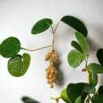 Üzüm Küpe - Görsel 2